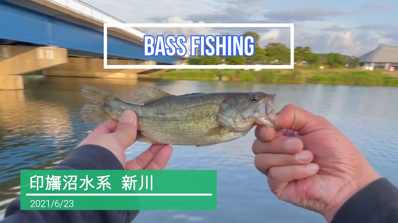 バス釣り 印旛沼水系 新川 オカッパリ釣行 バス釣り バス釣り印旛沼水系 バス釣り陸っぱり バス釣りポイント バス釣り千葉県 バス釣り高滝湖 バス釣り霞ヶ浦 Youtube