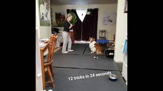 DMWYD   12 Dog Tricks in 24 Sec Title #dog #dogtraining #shorts #sheltie #shetlandsheepdog