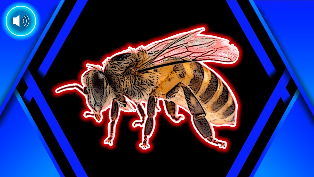 SONIDO DE ABEJA - efecto de sonido