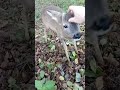 Prawie jak gołąb tylko z futerkiem #inicjatywyekologiczneMichałFus