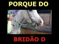 domar cavalo e muar com bridão d