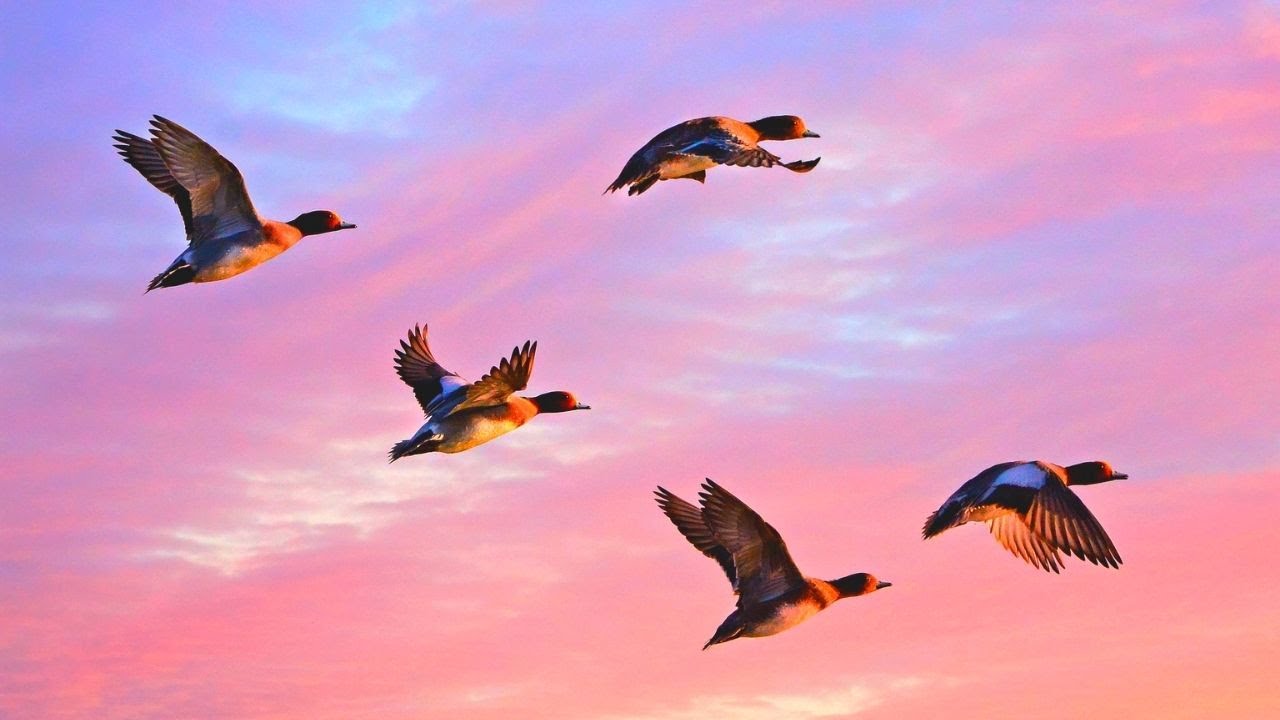 Relax Here Positive Energy | Hear the Birds Song | Slow Music with Serenity Instrumental Sounds