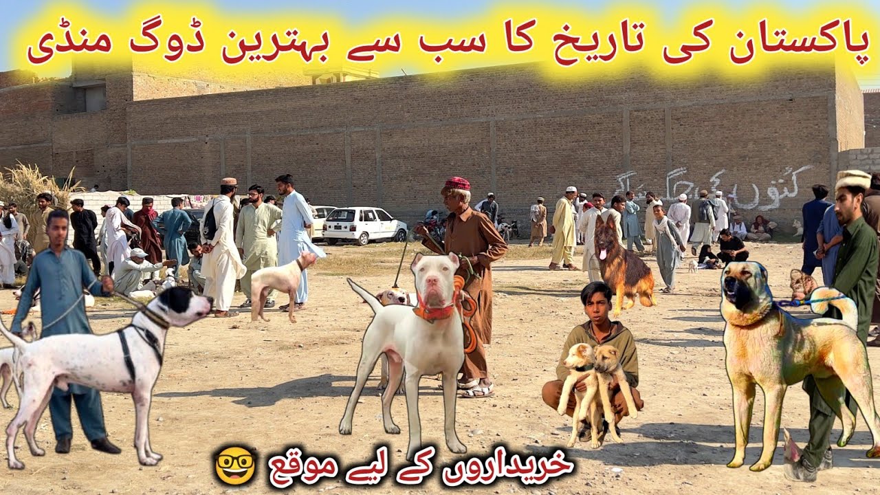 Kohat Biggest Dog Mandi Updates - Kohati Gultair Vs Bully kutta - Top Class Dogs Market