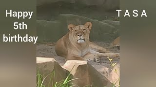 Happy 5th birthday, Tasa! -- Zoo Antwerpen (Belgium) - Zoovenirs (60)