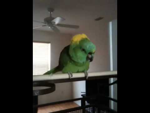 Singing parrot