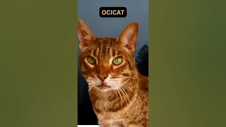 Watch the video about Exotic Cats | Adorable Elegance 🐱✨#pallasscat #ocicat #exoticcats