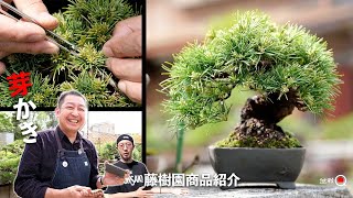 Cutting the Goyomatsu buds and replanting! Introduction of sales products [Bonsai Q]