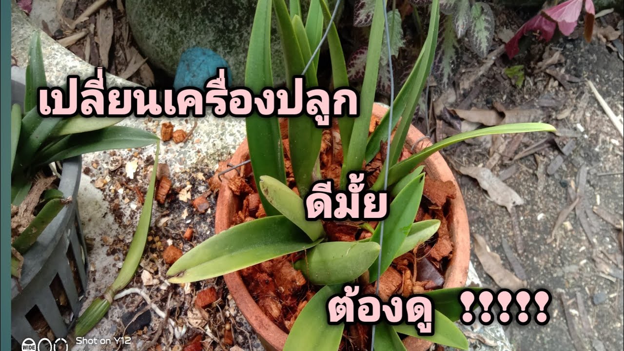 วิธีเปลี่ยนเครื่องปลูกใหม่ให้กล้วยไม้แคทลียา