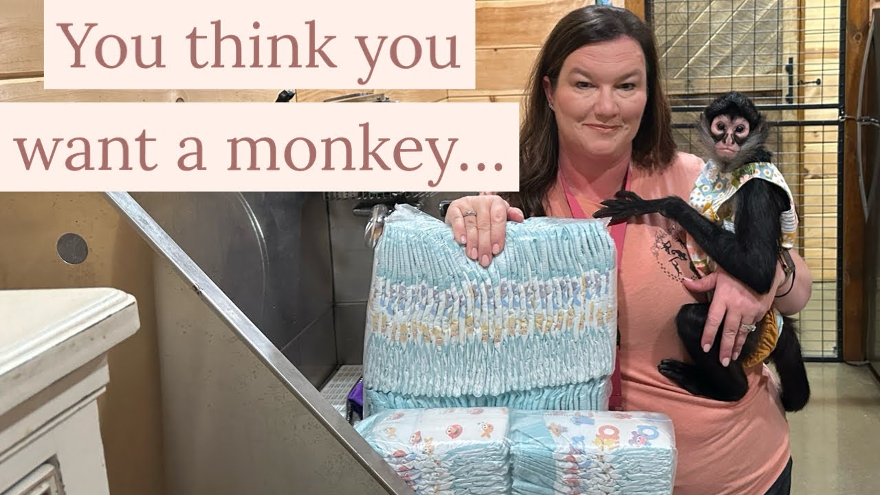 Хотите ли вы менять подгузники детям старше 40 лет? #обезьяны #животные