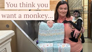 Do you want to change diapers for 40+yrs?#monkeys #animals