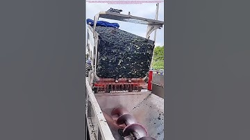 Grape Glory: From Vine to Vat - The First Step in Winemaking Magic