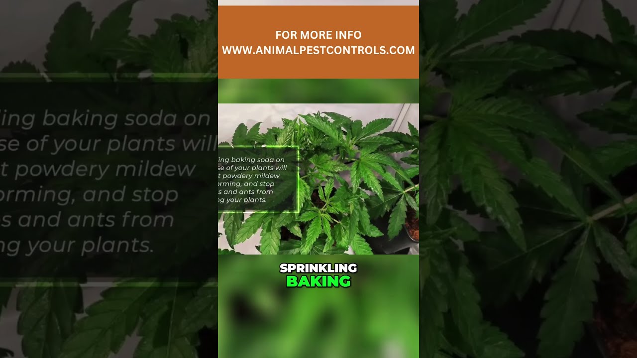 Baking Soda As A Fungicide And Insecticide Natural Plant Protection
