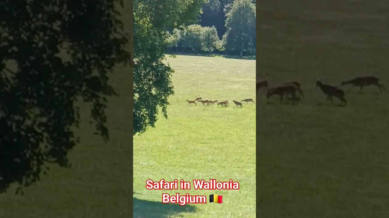 Safari in Wallonia Belgium  
