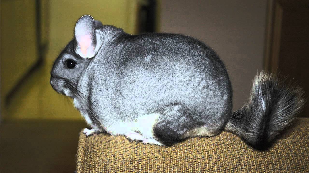 Prank Call Chinchilla Farm by HowlFilms YouTube