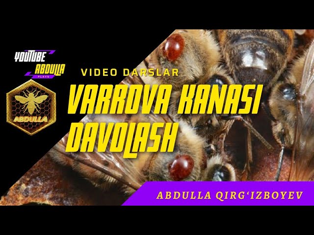 Porno rollar va uchun