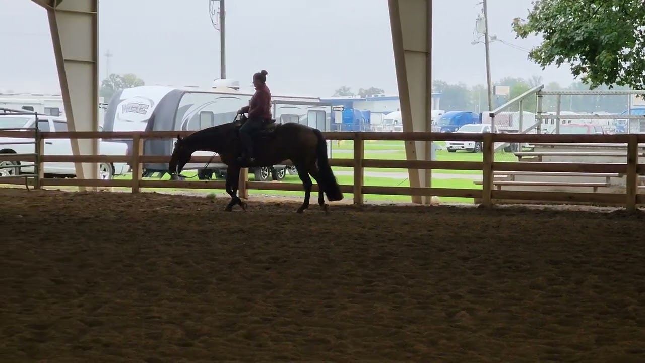 Battaboy Wonder TETWP trot