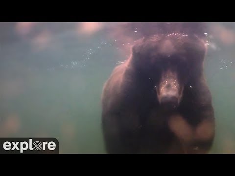 underwater bear cam katmai