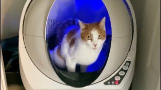 Is a Litter Robot worth it? Here's my quick SETUP GUIDE and REVIEW