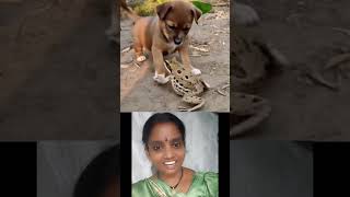కప్పా కుక్క పిల్ల 🥰❤️#sort #telugu#you #youtubereel #information #viralyoutube