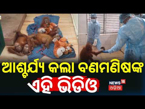 ଆଶ୍ଚର୍ଯ୍ୟ କଲା ବଣମଣିଷର ଏହି ଭିଡିଓ | Rescued Orangutans Find Refuge & Care at Nandankanan Zoo
