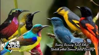 Suara Burung Kecil Ribut Untuk Pikat Semua jenis burung Hutan, Link Download di deskripsi