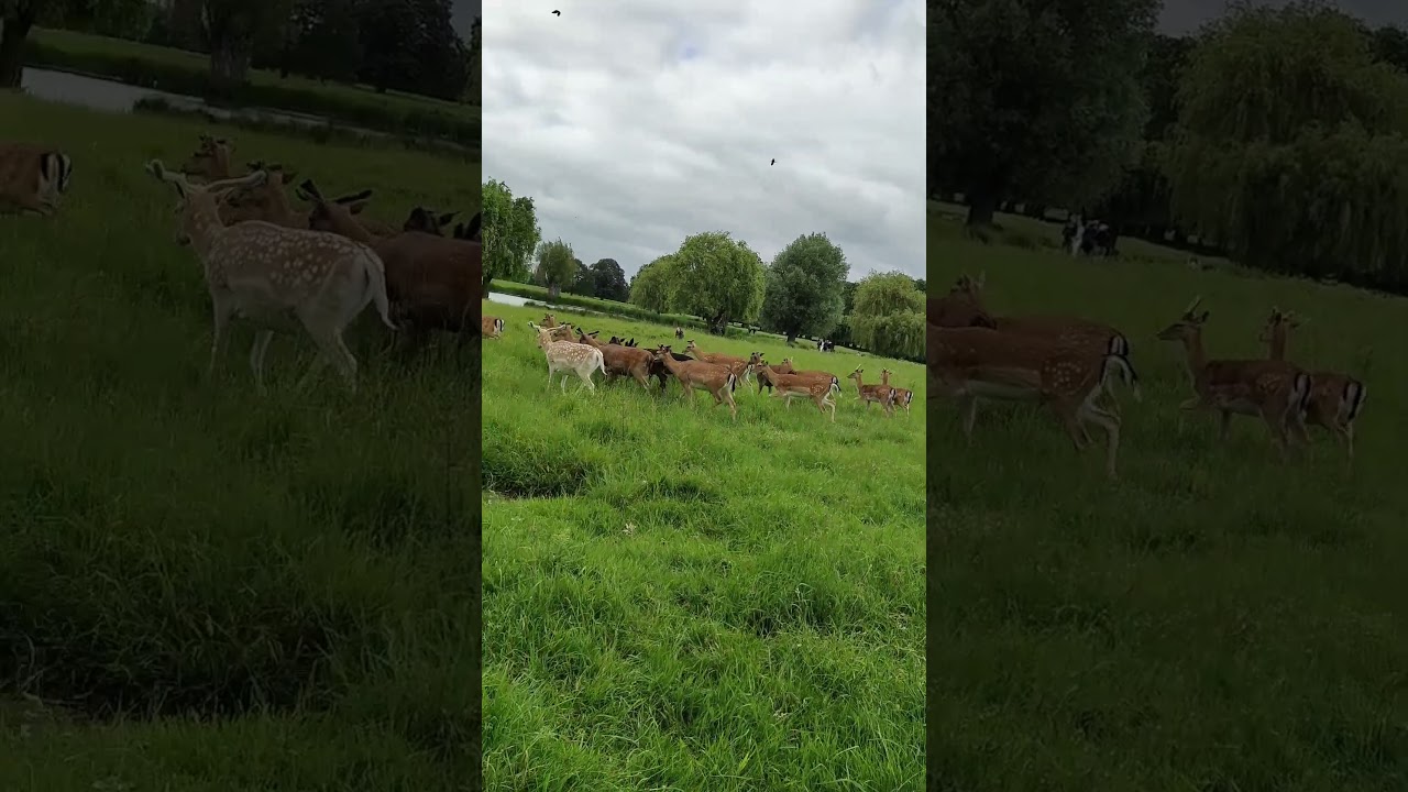 Deers in Richmond Park 🦌🦌