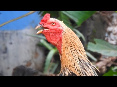 roosters-crowing-sounds-funny-hens-squawking-/-fishcutting