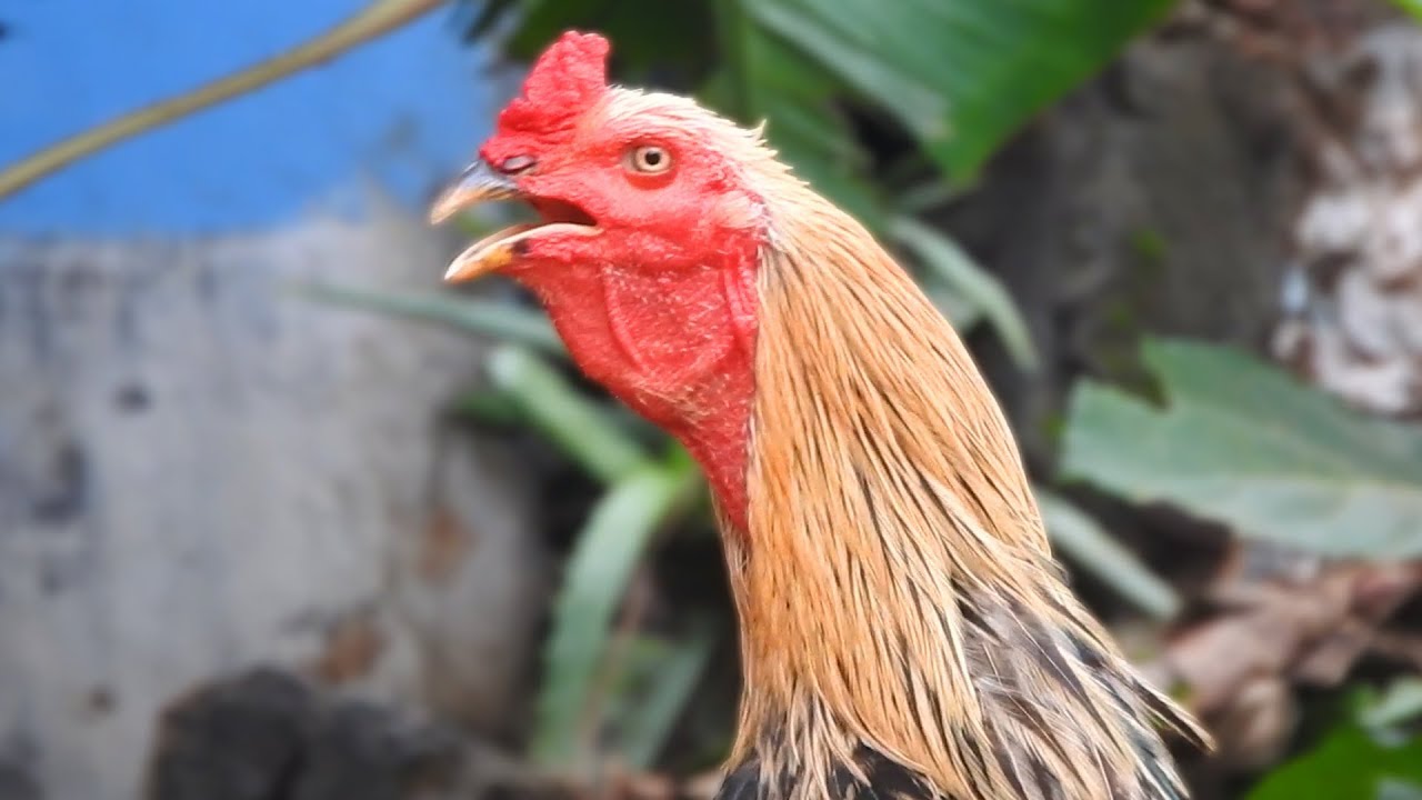 Roosters Crowing Sounds Funny Hens Squawking / FishCutting YouTube