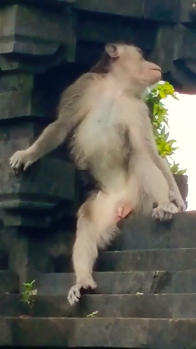 ᭚ᬯᬦᬭ᭟ (Wanara) Bojog Monyet Monkey #wanara #monyet #monkey #monkeys 768