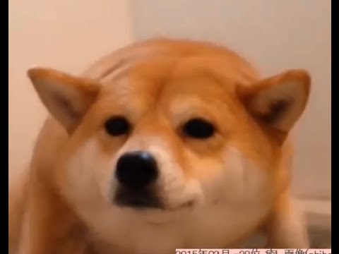 ダントツで可愛い おもしろい 15秒で癒される柴犬 Shiba Inu 16 10連発 Youtube