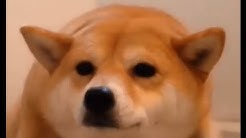 泣ける 笑える 犬猫動画press Youtube
