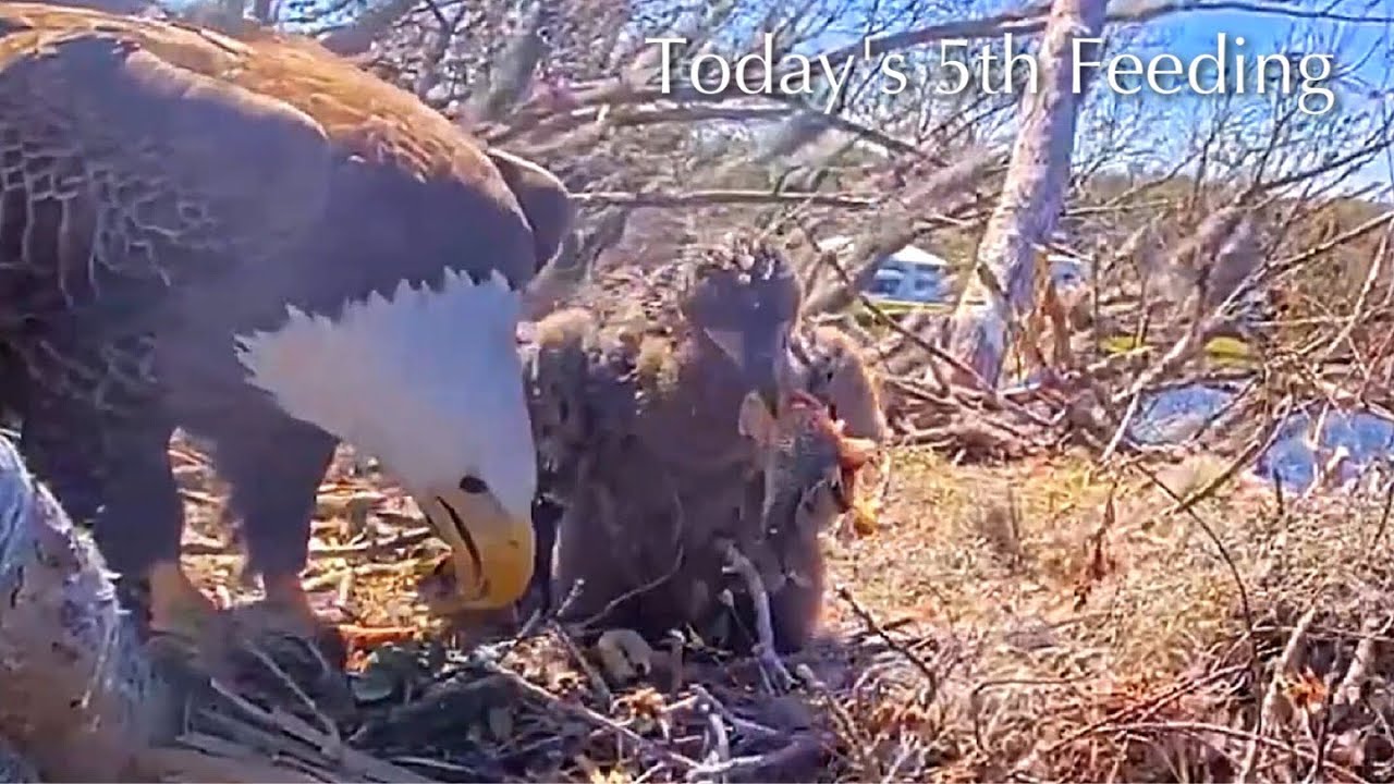 #309🦅🐥45°🐥40°／Winter Park Eagle Nest 2026／Against All Odds:One-Eyed Mom／Wink💗Atlas