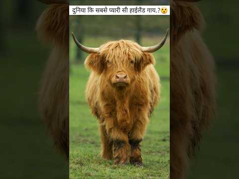 Highland Cow sabase