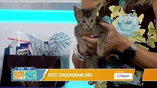 Pawsing For Pets with St. Augustine Humane