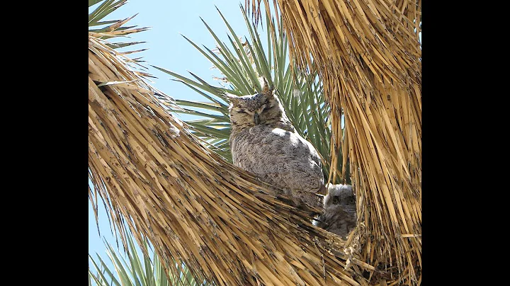 Birds of Joshua Tree National Park with Kurt Leusc...