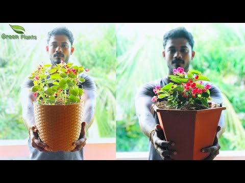 Video: Loj Hlob Puas-flowering Begonia Los Ntawm Cov Noob: Sijhawm Thiab Cov Cai Rau Sowing Puas-flowering Begonia Seedlings Hauv Tsev