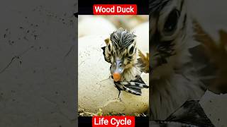 Wood Duck Life Cycle Explained | Amazing Duckling Journey #shorts