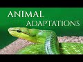 Animal Adaptations Quiz