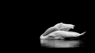 Brice Davoli - Migrant Birds