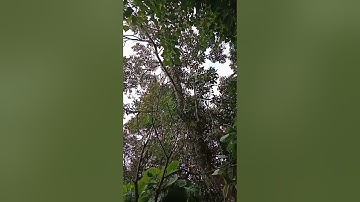 memikat burung rambatan