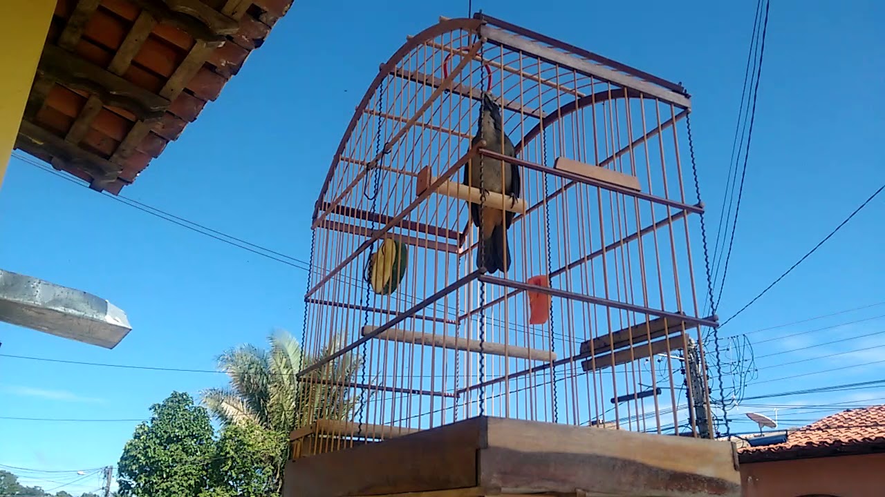 Trinca Ferro do Doca em Santa Inês Maranhão