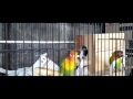 Sangkar Burung Lovebird Untuk Bertelur