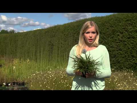 Video: Rosmariinikasvilajikkeet – eri tyyppisiä rosmariinia viljelyyn