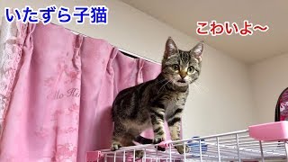 子猫時代のいたずらっ子なちょりが可愛すぎて萌え死にするレベルｗ