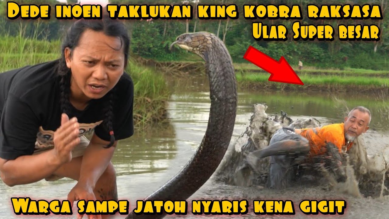 WARGA SAMPE KEWALAHAN SAAT DEDE INOEN TANGKAP ULAR KING KOBRA BESAR