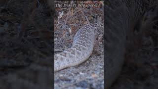 Western Diamondback Rattlesnake moving along!