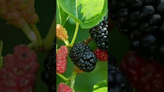 #здоровье #shortvideo #полезно #здоровоепитание #полезныесоветы #живи100лет