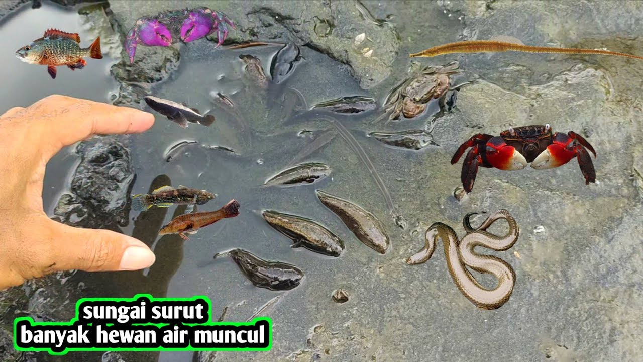 Sungai surut banyak hewan air muncul di muara samudera Hindia
