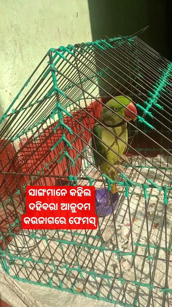 🌹🌹good morning 🌹🌹 - ShareChat