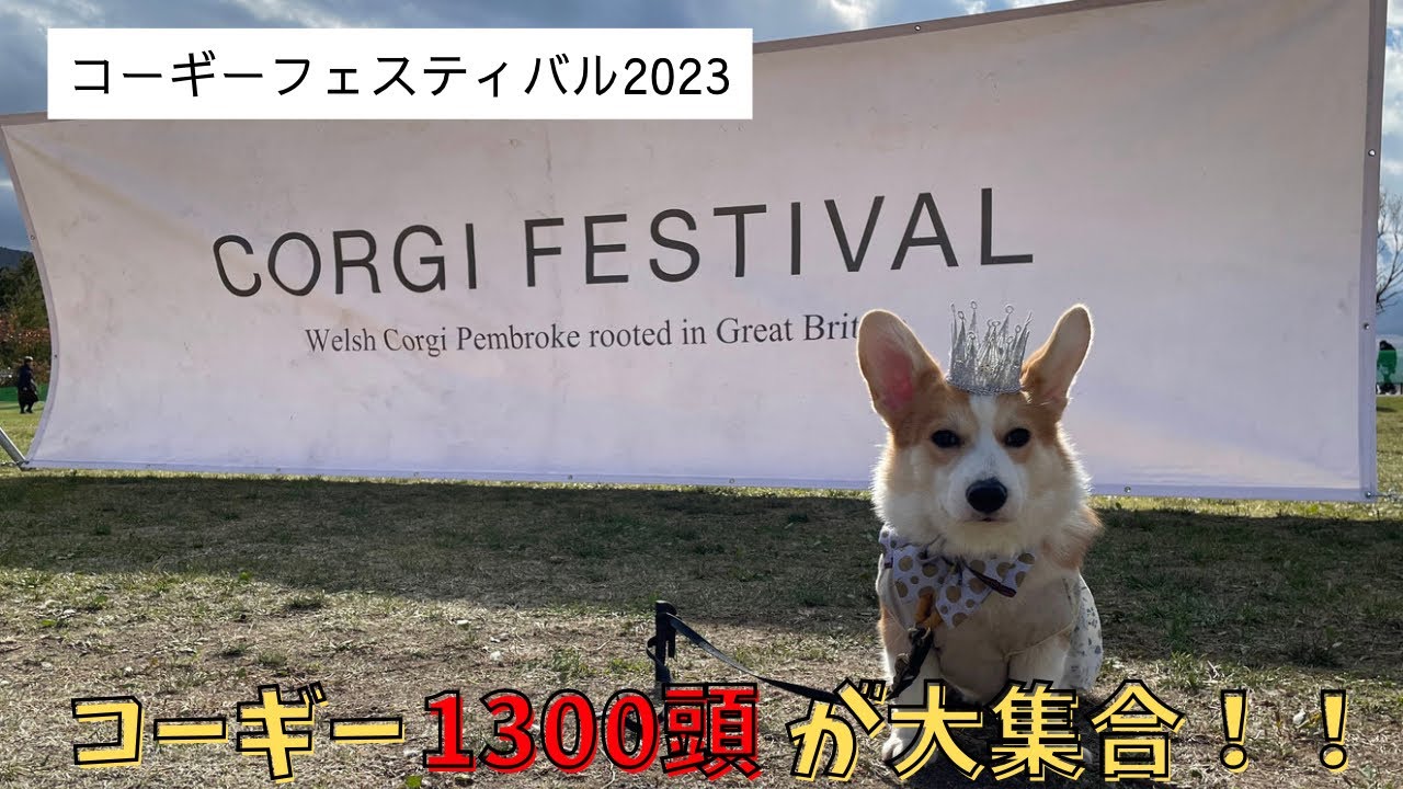 【コギフェス2023】ハプニング発生！？コーギーフェスティバル2023に初参戦してきました
